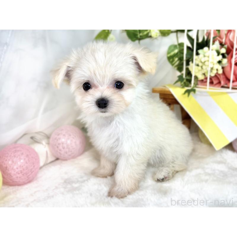 成約済の滋賀県のチワマル:チワワ×マルチーズ-410369の2枚目